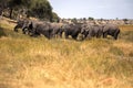 African elephant, Loxodonta a.africana, in Boteti river, Makgadikgadi National Park, Botswana