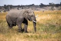 African elephant, Loxodonta a.africana, in Boteti river, Makgadikgadi National Park, Botswana