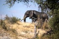 African elephant, Loxodonta a.africana, in Boteti river, Makgadikgadi National Park, Botswana