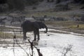 African elephant, Loxodonta a.africana, in Boteti river, Makgadikgadi National Park, Botswana