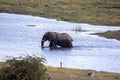 African elephant, Loxodonta a.africana, in Boteti river, Makgadikgadi National Park, Botswana