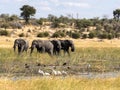 African elephant, Loxodonta a.africana, in Boteti river, Makgadikgadi National Park, Botswana Royalty Free Stock Photo