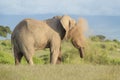 African elephan bull throwing sand