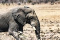 African elephant Loxodonta africana Royalty Free Stock Photo