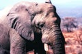 African elephant Loxodonta africana Royalty Free Stock Photo