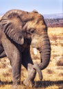 African elephant Loxodonta africana Royalty Free Stock Photo