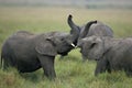 African Elephant, loxodonta africana, Calves Playing, Masai Mara Park in Kenya Royalty Free Stock Photo