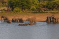 African Elephant Loxodonta africana and Cape Buffalo Syncerus caffer at the water 13662 Royalty Free Stock Photo