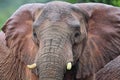 African Elephant (Loxodonta africana) Royalty Free Stock Photo