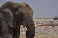 Elephant at a waterhole in Etosha National Park Royalty Free Stock Photo