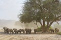 African desert-adapted Elephant herd in dry riverbed Royalty Free Stock Photo