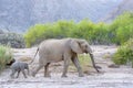 African elephant and calf passing by Royalty Free Stock Photo