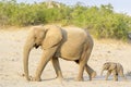 African Elephant , desert-adapted, elephant mother with calf,