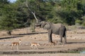 African elephant Loxodonta africana drinking water with 3 impala walking by shows perspective