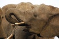 African Elephant, loxodonta africana, drinking water at Waterhole, Near Chobe River, Botswana Royalty Free Stock Photo