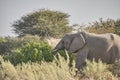 African Elephant, Loxodonta africana, Etosha National Park Royalty Free Stock Photo