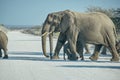 African Elephant, Loxodonta africana, Etosha National Park Royalty Free Stock Photo