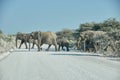 African Elephant, Loxodonta africana, Etosha National Park Royalty Free Stock Photo