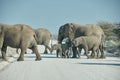 African Elephant, Loxodonta africana, Etosha National Park mothers and baby crossing a gravel road Royalty Free Stock Photo