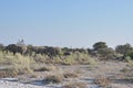 African Elephant, Loxodonta africana, Etosha National Park Royalty Free Stock Photo