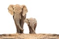 African elephant - Loxodonta africana family. Royalty Free Stock Photo