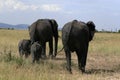 African elephant, Loxodonta africana, family grazing in savannah in sunny day. Massai Mara Park, Kenya, Africa.