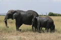 African elephant, Loxodonta africana, family grazing in savannah in sunny day. Massai Mara Park, Kenya, Africa.