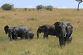 African elephant, Loxodonta africana, family take mud baths in sunny day. Massai Mara Park, Kenya, Africa.