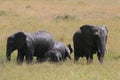 African elephant, Loxodonta africana, family take mud baths in sunny day. Massai Mara Park, Kenya, Africa.