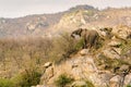 African Elephant (Loxodonta africana) feeding on a hills edge in South Africa Royalty Free Stock Photo