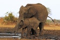 African Elephant, loxodonta africana, Female and Calf drinking water at Waterhole, Near Chobe River, Botswana Royalty Free Stock Photo