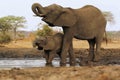 African Elephant, loxodonta africana, Female and Calf drinking water at Waterhole, Near Chobe River, Botswana Royalty Free Stock Photo