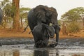 African Elephant, loxodonta africana, Female and Calf drinking water at Waterhole, Near Chobe River, Botswana Royalty Free Stock Photo