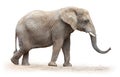 African elephant. Royalty Free Stock Photo