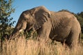 An African elephant Loxodonta africana grazing in Pilanesberg Game Reserve, South Africa Royalty Free Stock Photo