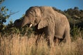 An African elephant Loxodonta africana grazing in Pilanesberg National Park, South Africa Royalty Free Stock Photo