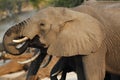 African Elephant, loxodonta africana, Group drinking water at Waterhole, Near Chobe River, Botswana Royalty Free Stock Photo