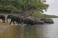 African Elephant, loxodonta africana, Herd crossing Chobe River, Botswana Royalty Free Stock Photo