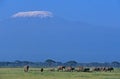 African Elephant, loxodonta africana, Herd near Kilimandjaro Mountain, Tanzania Royalty Free Stock Photo