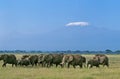 AFRICAN ELEPHANT loxodonta africana, HERD NEAR THE KILIMANDJARO MOUNTAIN, TANZANIA Royalty Free Stock Photo