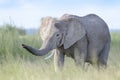 African elephant juvenile, smelling Royalty Free Stock Photo