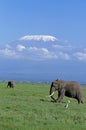 African Elephant, loxodonta africana and Kilimandjaro Mountain, Tanzania