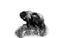 African Elephant - Loxodonta africana - Large male on isolated portrait Royalty Free Stock Photo
