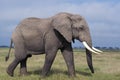 African Elephant, loxodonta africana, Male, Masai Mara Park in Kenya
