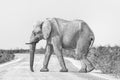 Monochrome African elephant, covered with white calcrete dust Royalty Free Stock Photo