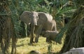 African Elephant, loxodonta africana, Mother with Calf Suckling, Amboseli Park in Kenya Royalty Free Stock Photo