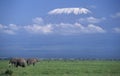 AFRICAN ELEPHANT loxodonta africana NEAR KILIMANDJARO MONTAIN, TANZANIA