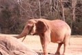 An African Elephant Loxodonta africana at the North Carolina Zoo in Asheboro, NC.