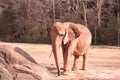 An African Elephant Loxodonta africana at the North Carolina Zoo in Asheboro, NC.