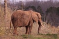 An African Elephant Loxodonta africana at the North Carolina Zoo in Asheboro, NC.